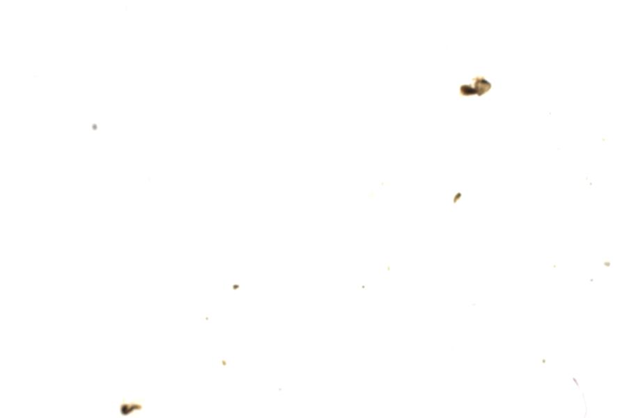 Image 42
